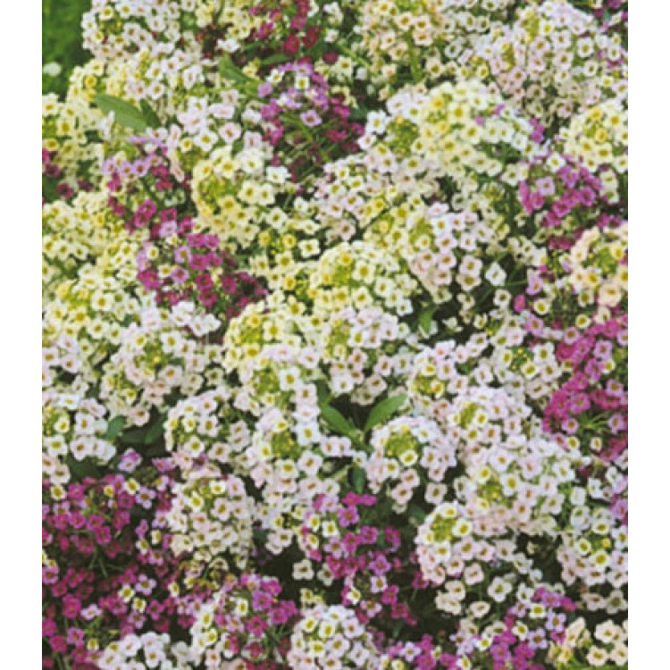 Семена Алиссум Ралли смесь Семена Алиссум Ралли смесь