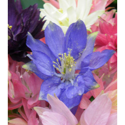 Семена Аквилегия F1 Клементина