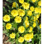 Семена Цинния F1 Свет в ночи Семена Цинния F1 Свет в ночи