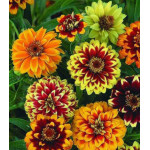 Семена Цинния Персидский ковер Семена Цинния Персидский ковер