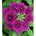 Семена Вербена F1 Кварц Пурпл Семена Вербена F1 Кварц Пурпл