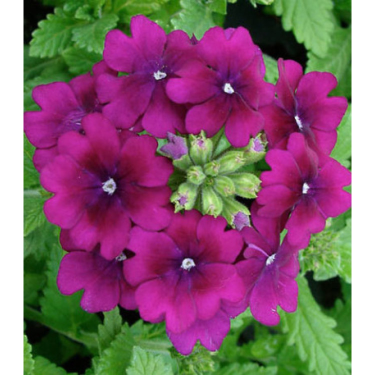 Семена Вербена F1 Кварц Пурпл Семена Вербена F1 Кварц Пурпл