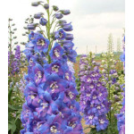 Семена Дельфиниум F2 Двуцветные Звезды Семена Дельфиниум F2 Двуцветные Звезды