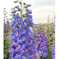 Семена Дельфиниум F2 Двуцветные Звезды