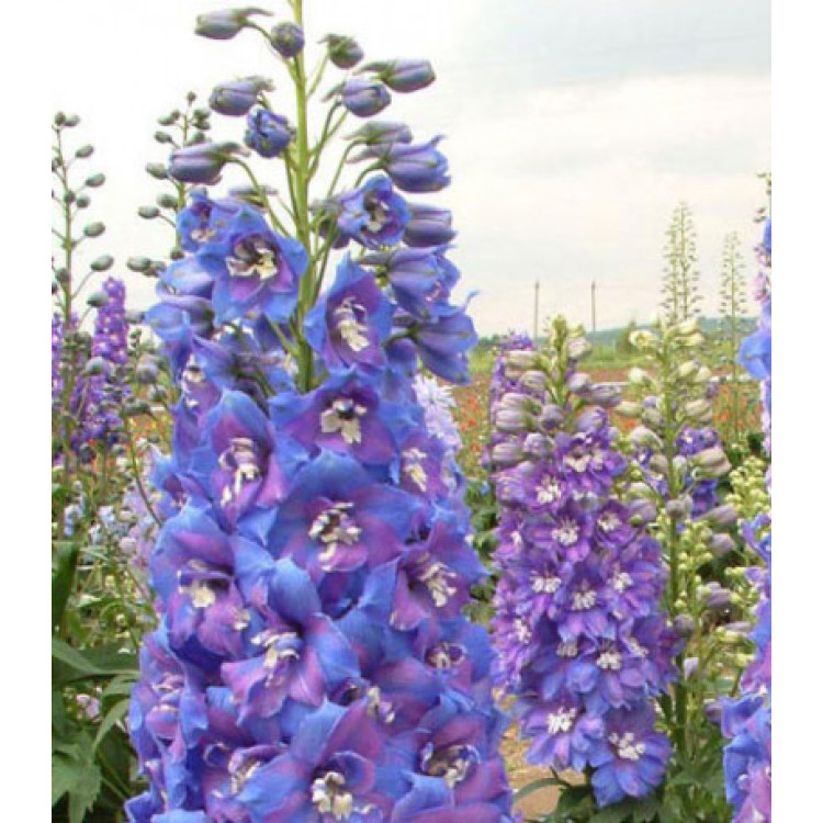 Семена Дельфиниум F2 Двуцветные Звезды Семена Дельфиниум F2 Двуцветные Звезды