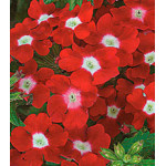 Семена Вербена F1 Кварц Красная с глазком Семена Вербена F1 Кварц Красная с глазком