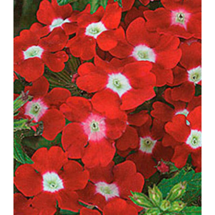 Семена Вербена F1 Кварц Красная с глазком Семена Вербена F1 Кварц Красная с глазком