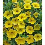 Семена Калибрахоа F1 Золотая Семена Калибрахоа F1 Золотая