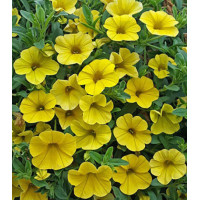 Семена Калибрахоа F1 Золотая