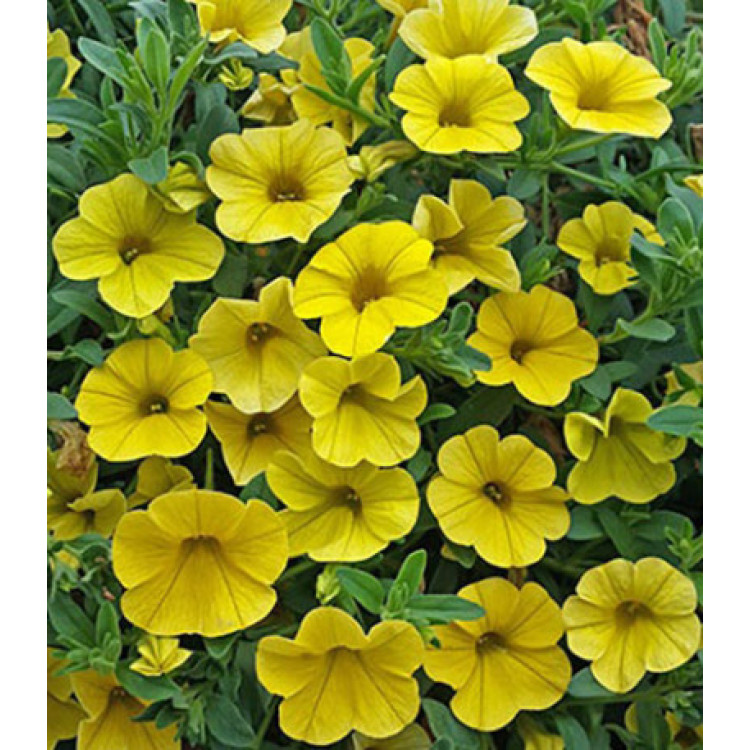 Семена Калибрахоа F1 Золотая Семена Калибрахоа F1 Золотая