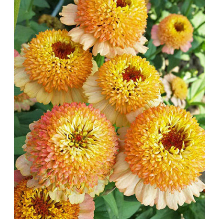 Семена Цинния Синдерелла пич Семена Цинния Синдерелла пич