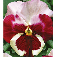 Семена Виола F1 Зимняя вишня