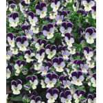 Семена Виола F1 Миниола Жемчужный водопад Семена Виола F1 Миниола Жемчужный водопад