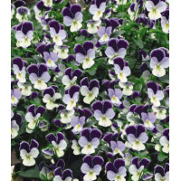 Семена Виола F1 Миниола Жемчужный водопад