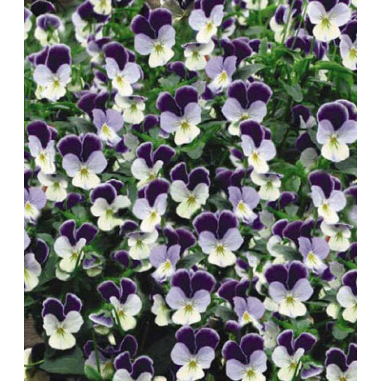 Семена Виола F1 Миниола Жемчужный водопад Семена Виола F1 Миниола Жемчужный водопад