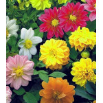 Семена Георгина гибридная махровая Амадеус Семена Георгина гибридная махровая Амадеус