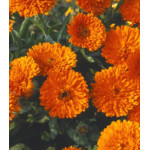 Семена Календула Русский Размер Семена Календула Русский Размер