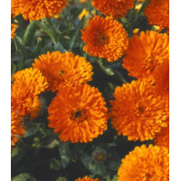 Семена Календула Русский Размер