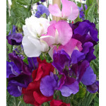 Семена Горошек душистый Русский Размер Семена Горошек душистый Русский Размер