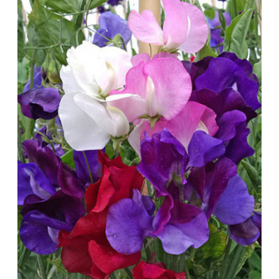 Семена Горошек душистый Русский Размер