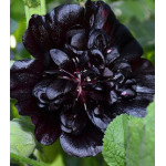 Семена Мальва Джет блэк Семена Мальва Джет блэк