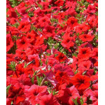 Семена Петуния F1 Мечта скарлетт (селекция НК) Семена Петуния F1 Мечта скарлетт (селекция НК)
