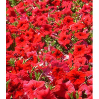 Семена Петуния F1 Мечта скарлетт (селекция НК)