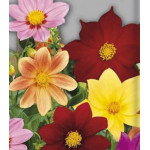 Семена Георгина Радуга Семена Георгина Радуга