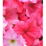 Семена Петуния F1 Мечта смесь (селекция НК) Семена Петуния F1 Мечта смесь (селекция НК)