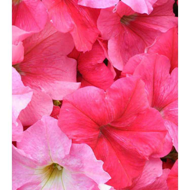 Семена Петуния F1 Мечта смесь (селекция НК) Семена Петуния F1 Мечта смесь (селекция НК)