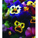 Семена Виола Бамбини Семена Виола Бамбини