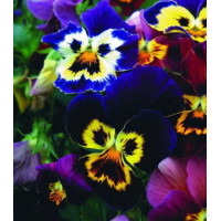 Семена Виола Бамбини