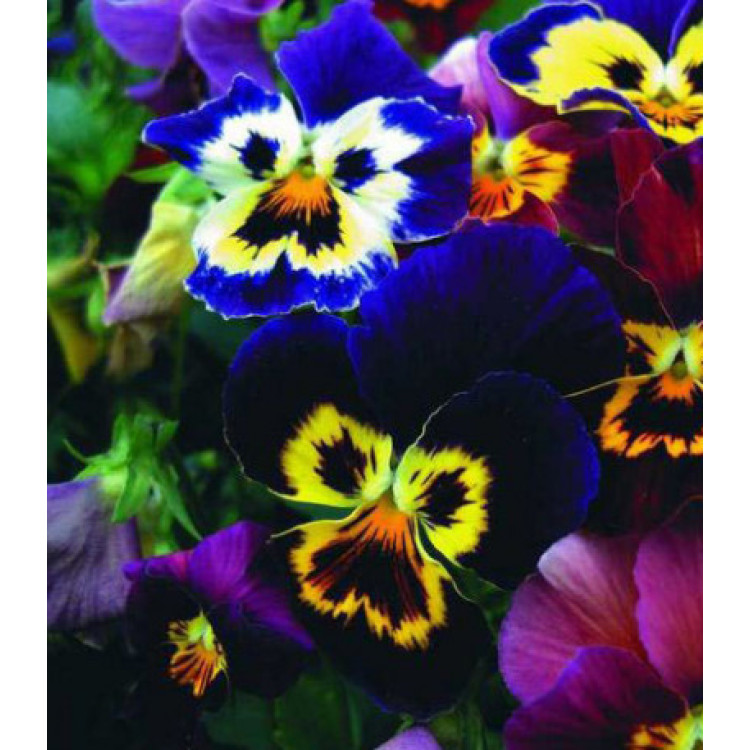 Семена Виола Бамбини Семена Виола Бамбини