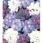 Семена Вербена F1 Кварц Вотерфолз смесь Семена Вербена F1 Кварц Вотерфолз смесь