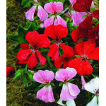 Семена Герань плющелистная F1 Водопад лета Семена Герань плющелистная F1 Водопад лета