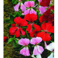 Семена Герань плющелистная F1 Водопад лета