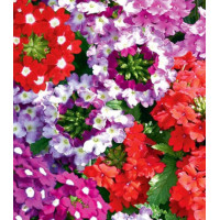 Семена Вербена F1 ампельная Звездный хоровод