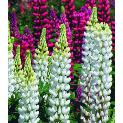 Семена Люпин Белый рыцарь