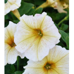 Семена Петуния F1 Аннушка Семена Петуния F1 Аннушка