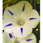 Семена Ипомея Млечный путь Семена Ипомея Млечный путь