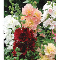 Семена Мальва F1 Спринг Селебрити