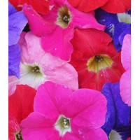 Семена Петуния F1 Очаровательные глазки