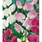 Семена Горошек душистый Жемчужная россыпь Семена Горошек душистый Жемчужная россыпь