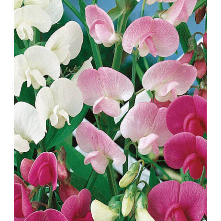 Семена Горошек душистый Жемчужная россыпь Семена Горошек душистый Жемчужная россыпь