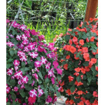 Семена Бальзамин ампельный F1 Вспышка смесь Семена Бальзамин ампельный F1 Вспышка смесь