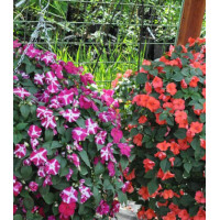Семена Бальзамин ампельный F1 Вспышка смесь