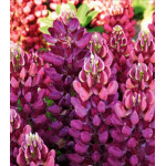 Семена Люпин Бамбино Роуз биколор Семена Люпин Бамбино Роуз биколор