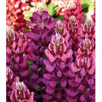 Семена Люпин Бамбино Роуз биколор