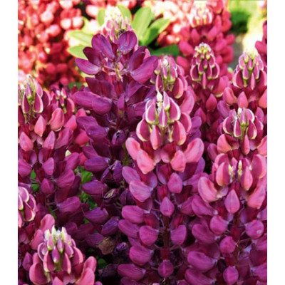 Семена Люпин Бамбино Роуз биколор