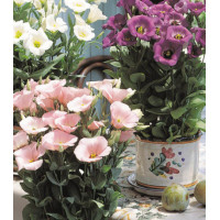 Семена Эустома горшечная F1 Флорида